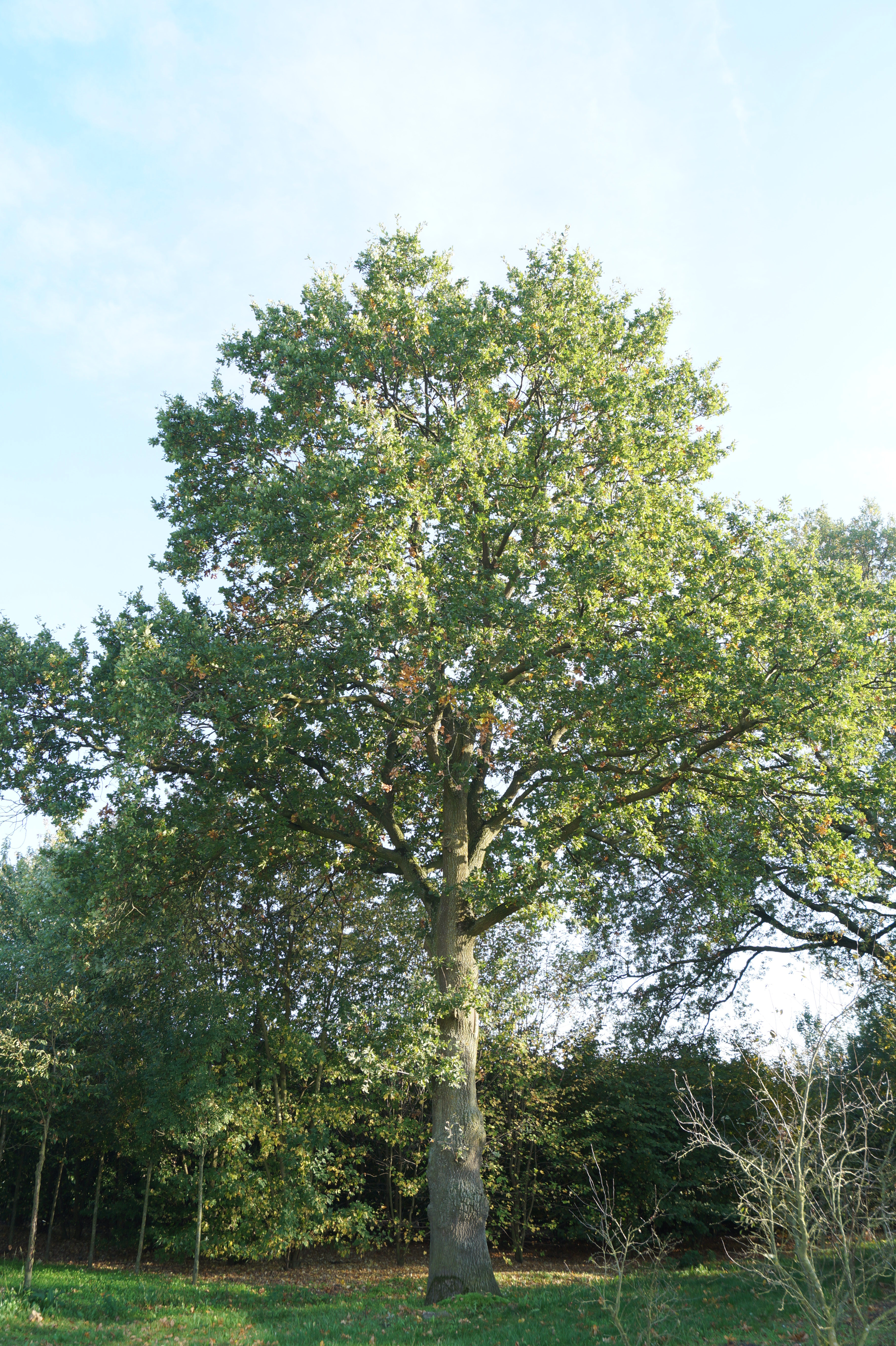 Quercus robur_05